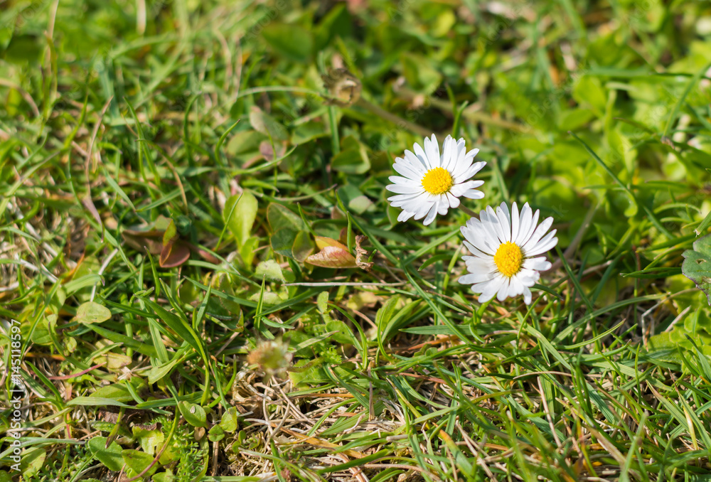 Margeriten im Garten im Frühling und Sommer zwei Blumen im Gras Stock