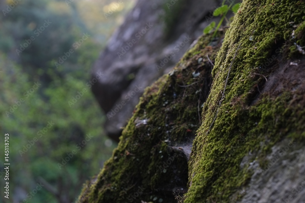 Old tree trunk background texture. Image taken in Serra da Lousa, Coimbra, Portugal