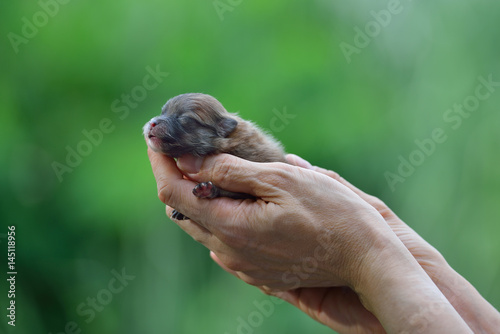 Hands holding and caring newborn Pomeranian puppy