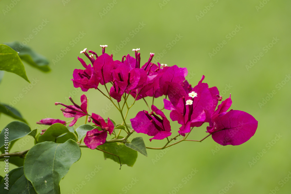 Fototapeta premium Red bougainvillea