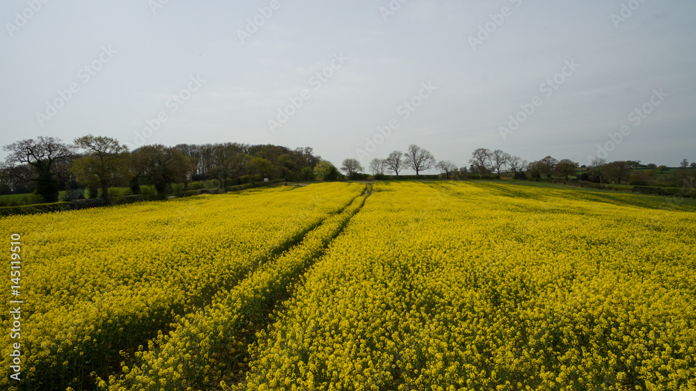 Rapeseed field yellow flowers to produce oil at springtime Rapeseed field yellow flowers to produce oil at springtime
