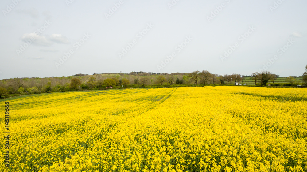 Rapeseed  field yellow flowers to produce oil at springtime