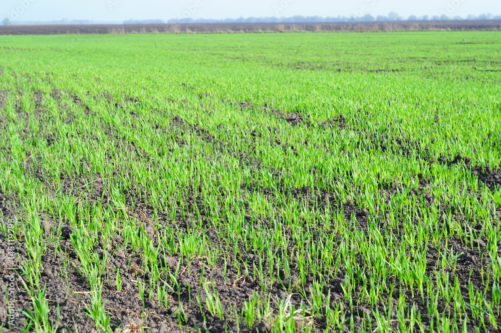 Wheat field in spring, Ukraine. Wheat field in spring, Ukraine.