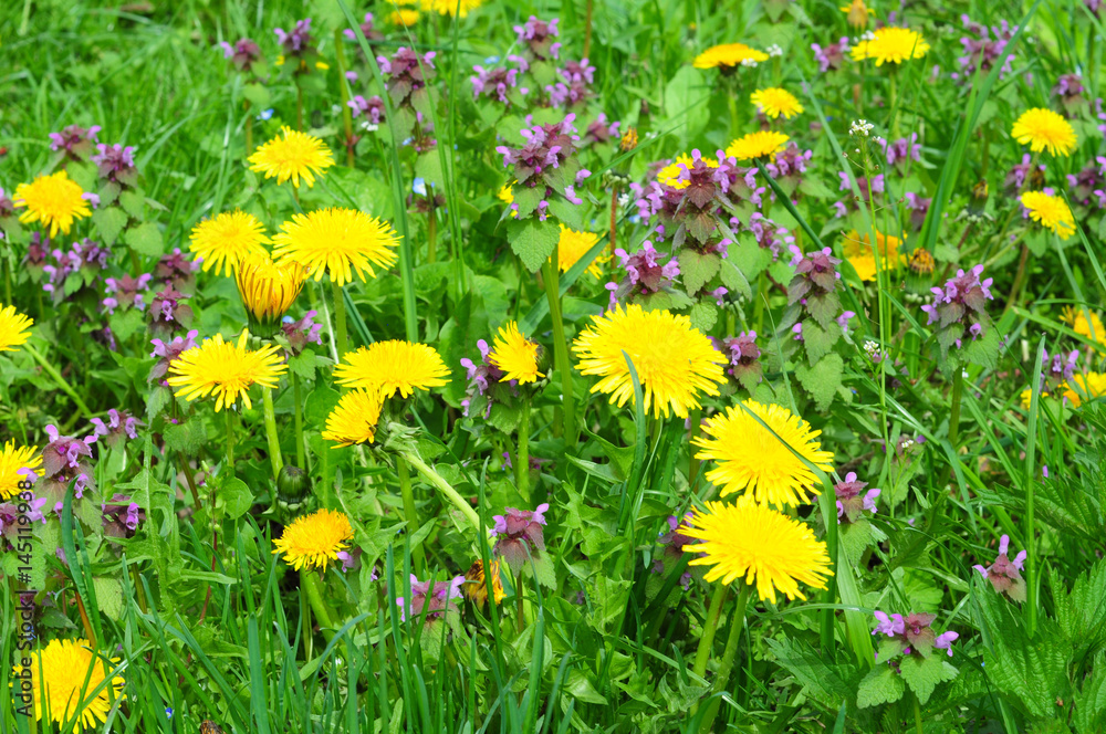 Meadow Of Dandelions to Make Dandelion Wine. Taraxacum is a large genus of flowering plants in the family Asteraceae and consists of species commonly known as dandelion.