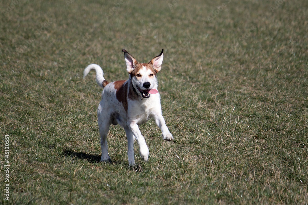 laufender Mischlingshund