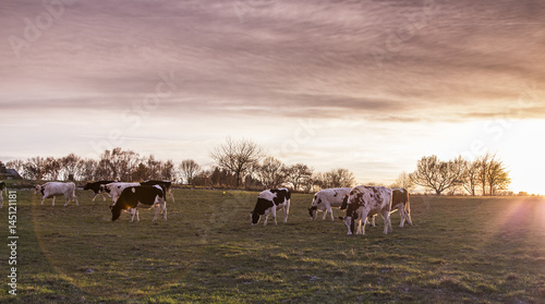 Cows Pasture Farmland at sunset Germany  Landscape Nature