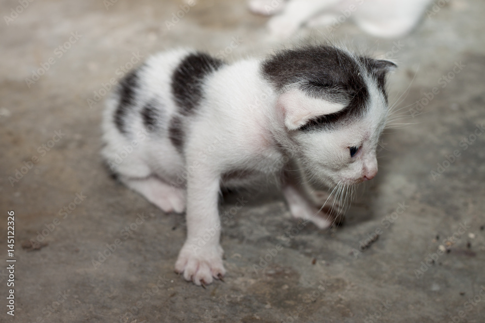 Thai baby cat.
