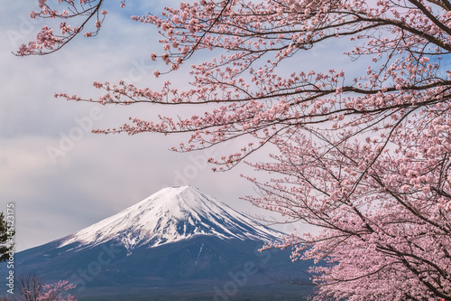 The Mount Fuji and cherry blossoms.The shooting location is Lake Kawaguchiko, Yamanashi prefecture Japan