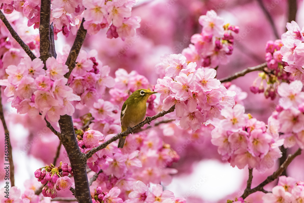 The Japanese White-eye and cherry blossoms. Located in Tokyo Prefecture Japan. The Japanese White-eye and cherry blossoms. Located in Tokyo Prefecture Japan.
