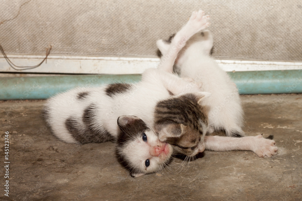 Fototapeta premium Thai baby cat.