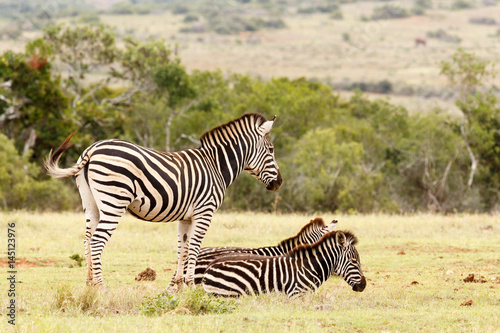 Zebra standing and watching over the Zebras lying