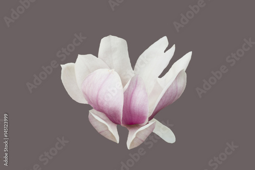 colorful of magnolia flower,white and pink flower