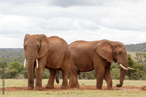 Elephant standing and protecting the watering hole