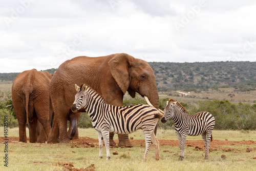 Fototapeta Naklejka Na Ścianę i Meble -  Elephant checking out the Zebras