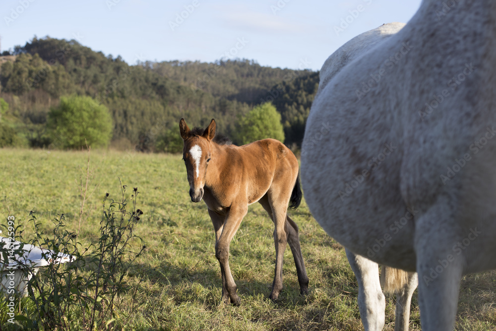 Foal and mare