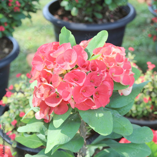 Crown of thorns flowers : Euphorbia milli Desmoul photo