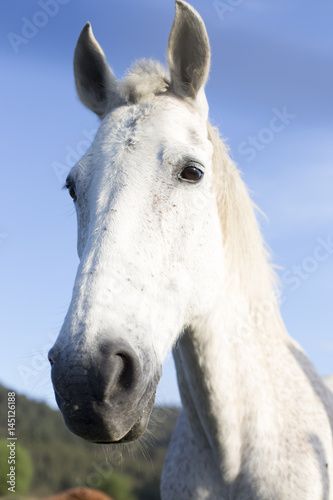 White mare