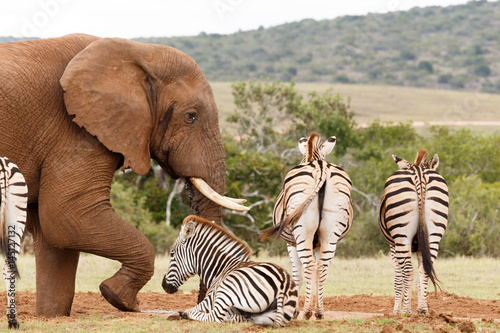 Elephant getting frustrated with Zebras