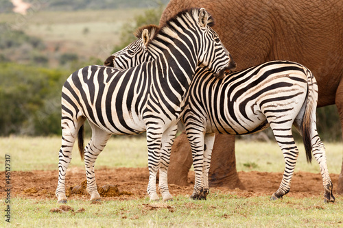 Zebras rubbing each others backs