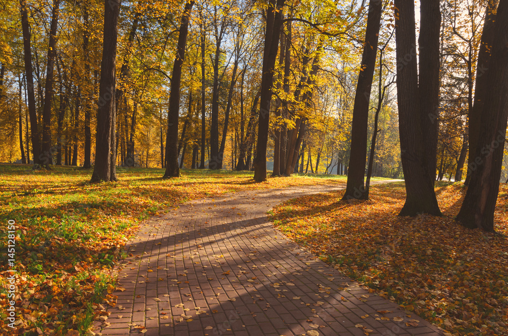 Obraz premium Autumn park
