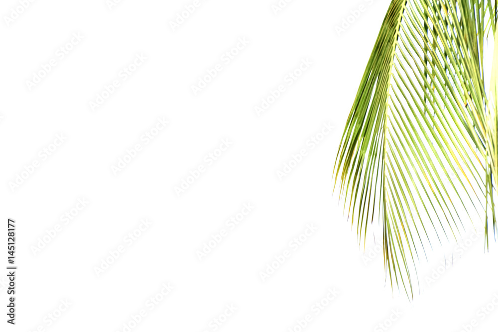 Fototapeta premium coconut leaves isolated on white