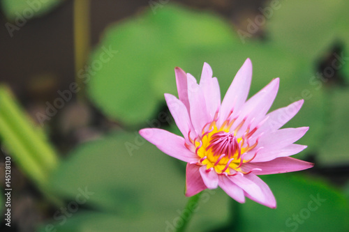 Water lily flower closeup.