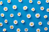 Daisy pattern. Flat lay spring and summer flowers on a blue background. Repeat concept. Top view