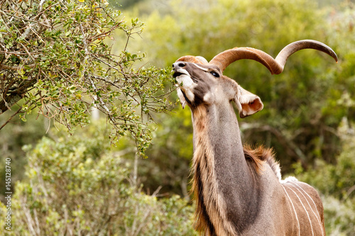 Kudu stretching for a leaf to eat