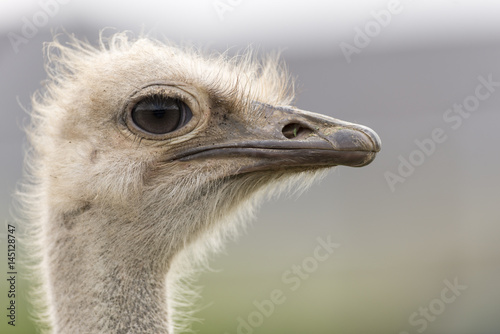 Close up of an emu with a shallow depth of field