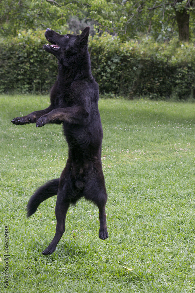 Black male shepherd jumping and playing with the owner