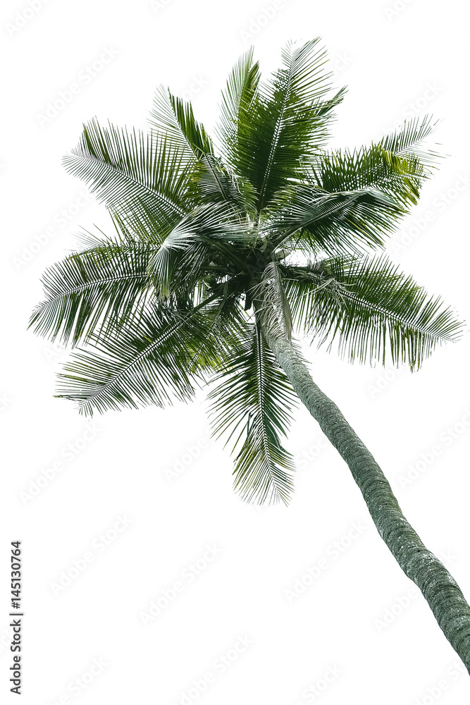 Coconut tree isolated on white background Coconut tree isolated on white background