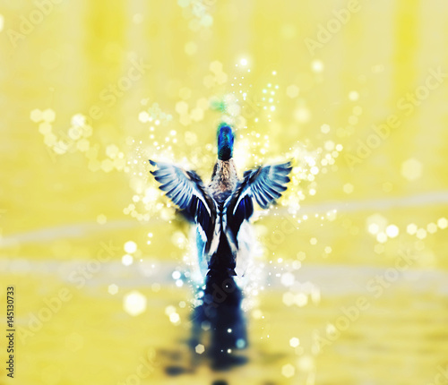 Mallard duck with shimmering background