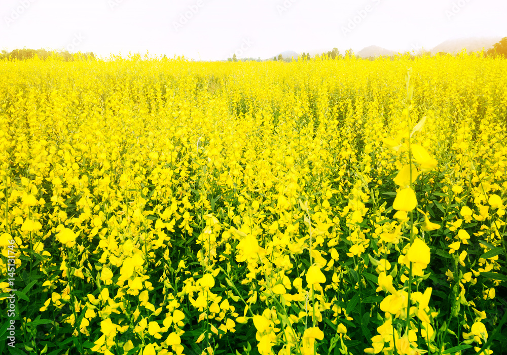 Flower field