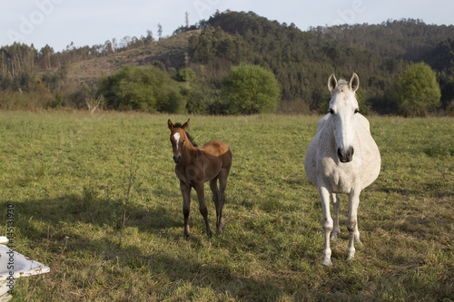 Fototapeta Naklejka Na Ścianę i Meble -  Foal and mare