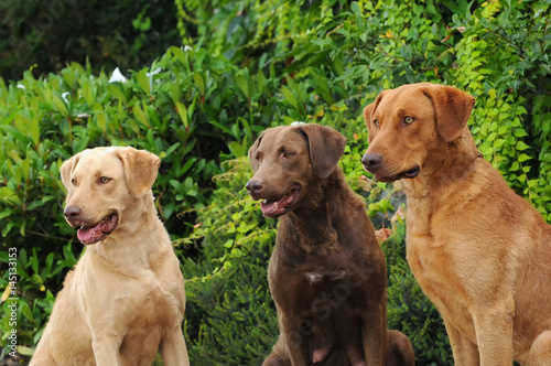 Three Chesapeake Bay Retriever dogs