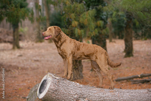  Chesapeake Bay Retriever dog in the forest.