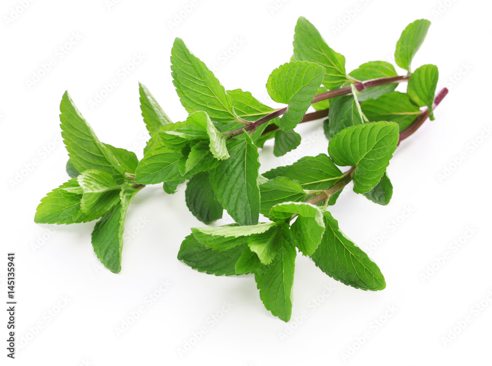 yerba buena, hierba buena, mojito mint, cuban mint yerba buena, hierba buena, mojito mint, cuban mint