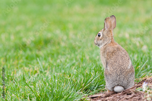 Cottontail bunny rabbit sitting in grass with a shallow depth of field © clsdesign