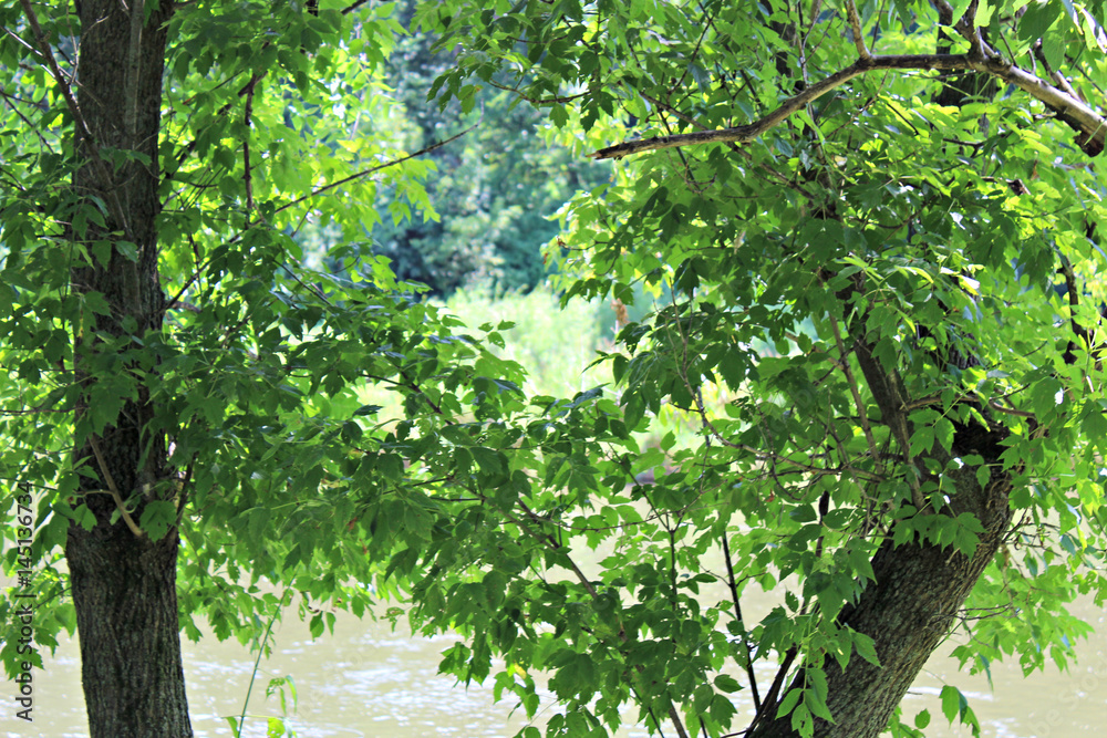Obraz premium Camping on the Zumbra River, Minnesota