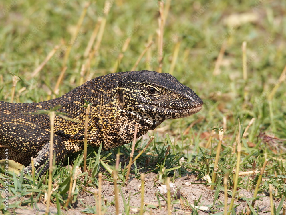 Fototapeta premium Botswana