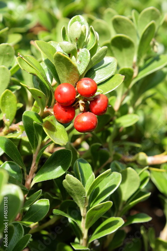 Raisin d'ours ou Arctostaphyle ou busserole, Arctostaphylos uva-ursi 

