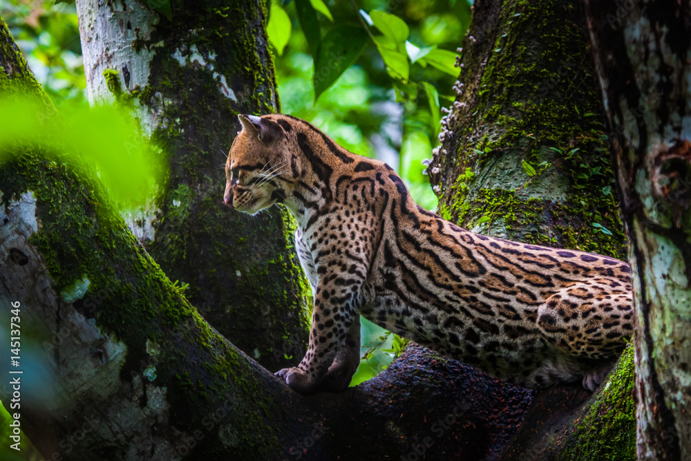 Obraz premium Oncilla. Dziki kot na drzewie. Dzikie koty. Ekwador.