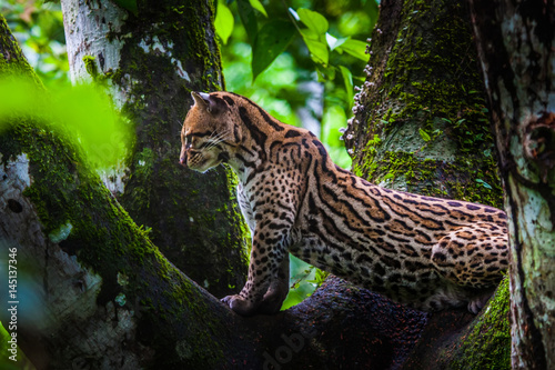 Oncilla. Wild cat on a tree. Wild cats. Ecuador. photo