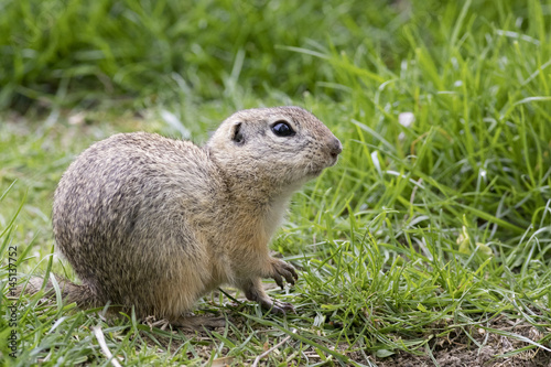 ground squirrel in spring grass