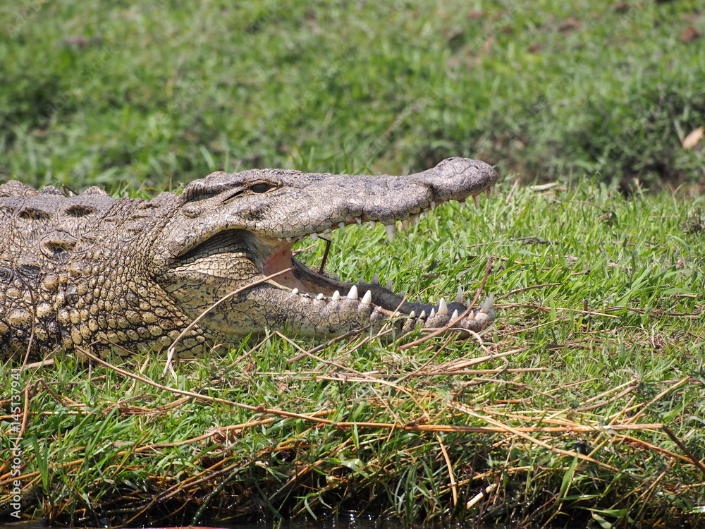 Obraz premium Botswana