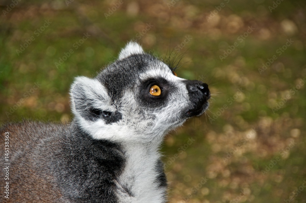 Ring-tailed lemur (lemur catta), portrait. La Vallée des Singes, Romagne, France.