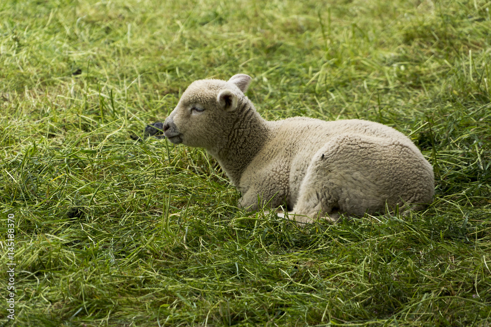 Obraz premium Lamm auf der Wiese liegend