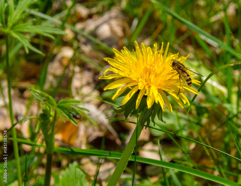 Eine Biene ist im Frühling auf einer Blüte gelandet und sammelt Nektar ein.