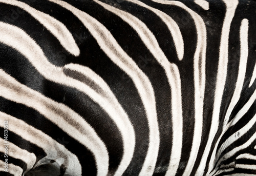 Obraz na płótnie Closeup of a zebra pattern w salonie