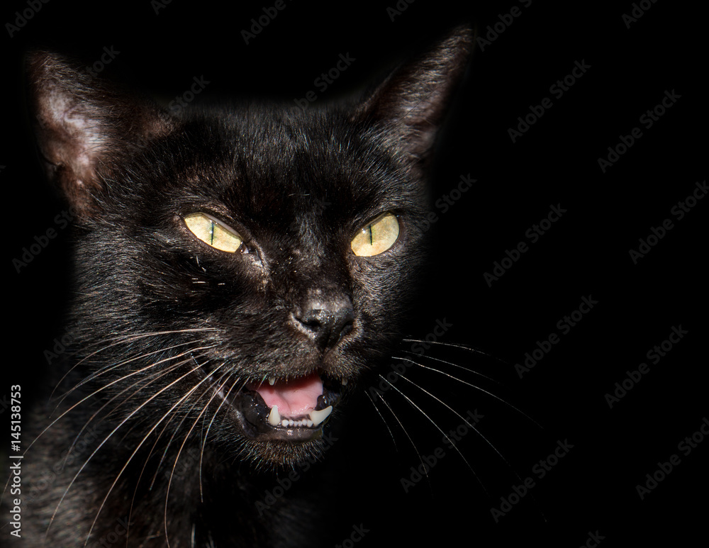 Black cat with yellow piercing eyes and mouth open isolated on black with copy space